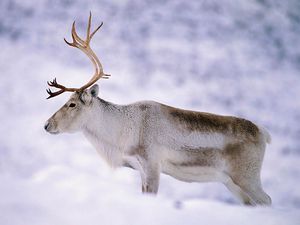 אייל הצפון הוא חיה מעניינת מאוד.