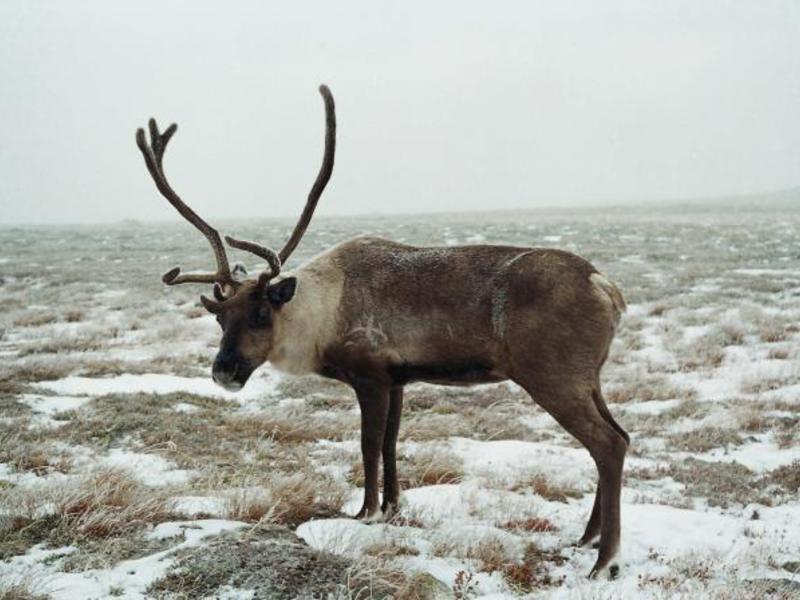 אייל - מראה של זכר