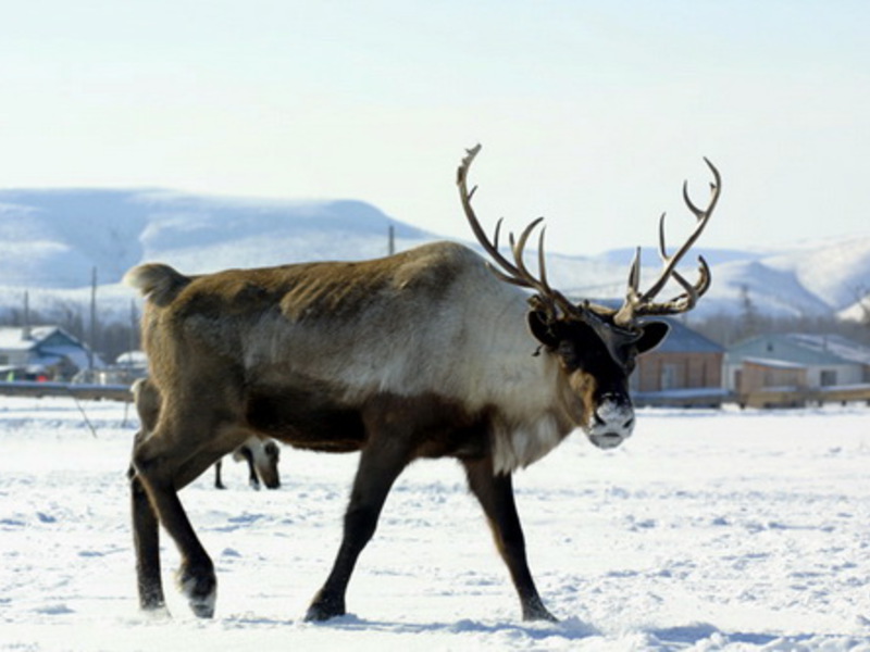 איילים - עוד תמונה יפה