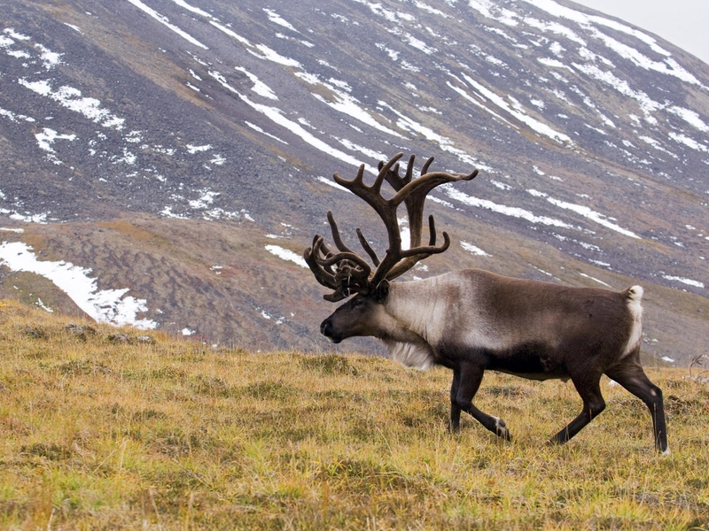 איילים רצים מהר מאוד.
