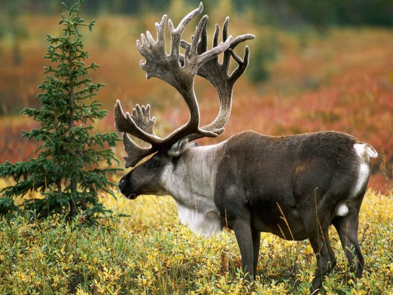 איילים בטבע