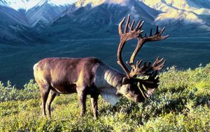 איילים רועים על עשב בקיץ