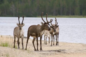 איילים דואגים בעדינות לצאצאיהם