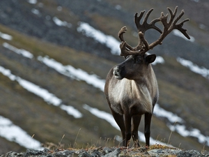 אייל ברגוזין - במה הוא שונה ממינים אחרים