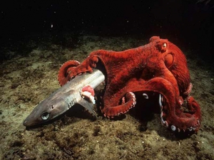 תזונת תמנון והרגלי אכילה