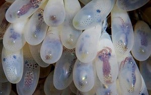 שיטת הרבייה של תמנונים