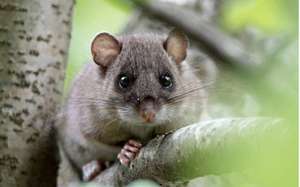 קצת על הנמנמן: מינים ותכונות טיפול ביתי