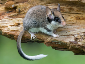 קצת על חיי העכברים הנמנמנים מה אוכל הנמנמן?