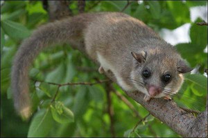 האם ניתן לגדל נמנמנים בבית? מאיפה מגיע שם החיה?