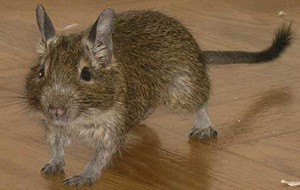 נמנמן לוז נמנמן יער