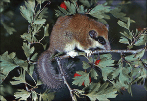 סוגים ותת-מינים של נמנמנים סוגי חיות נמנמנות