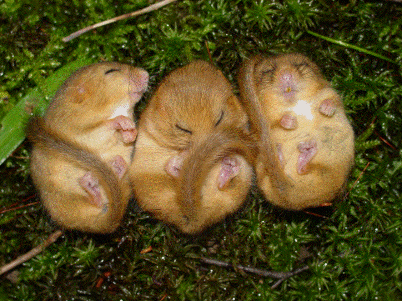 תיאור של הנמנמן איך חי הנמנמן?