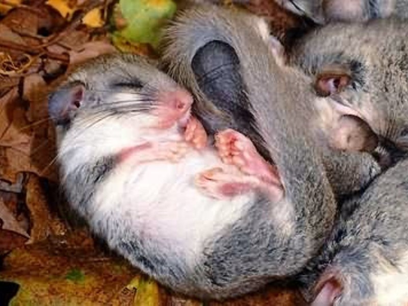 מַרמִיטָה נמנמן יער