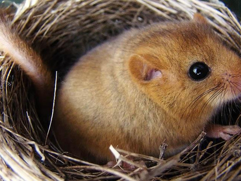 תיאור של הנמנמן סוניה פולצ'וק