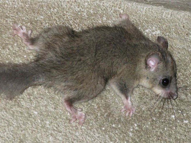 אורח החיים של נמנמנים תקופת תרדמת החורף של נמנמנים