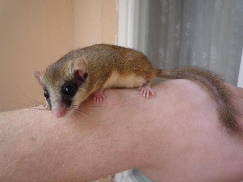 מה אוכל נמנמן? מה אוכל נמנמן?