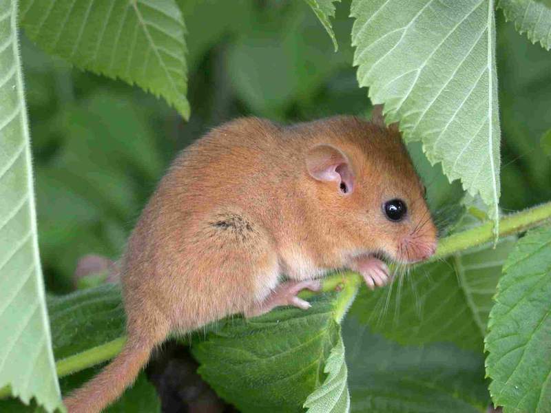 מַרמִיטָה כמה זמן ישן אדם ישנוני?