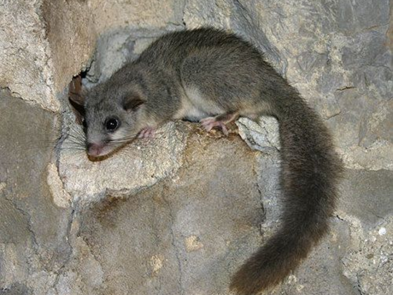 נמנמן יער סיפורו של נמנמן