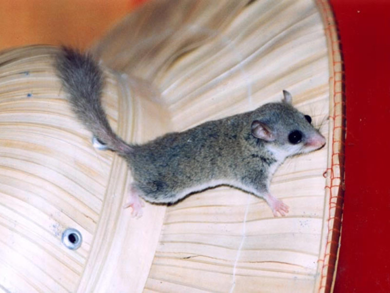 תיאור של הנמנמן כמה זמן ישן אדם ישנוני?