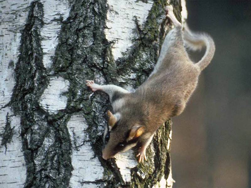 נמנמן יער נמנמני יער