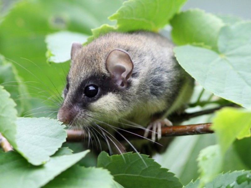 אורח חייו של הנמנמן חיה נמנמנית