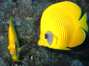 סוגי דגי ים