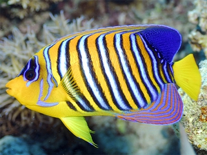 מה אוכל יצור ים?