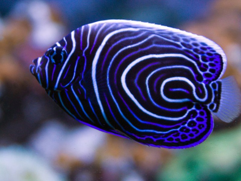 תיאור של סוגי דגים שונים