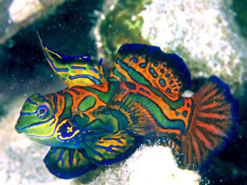 מה שמו של דג הים?