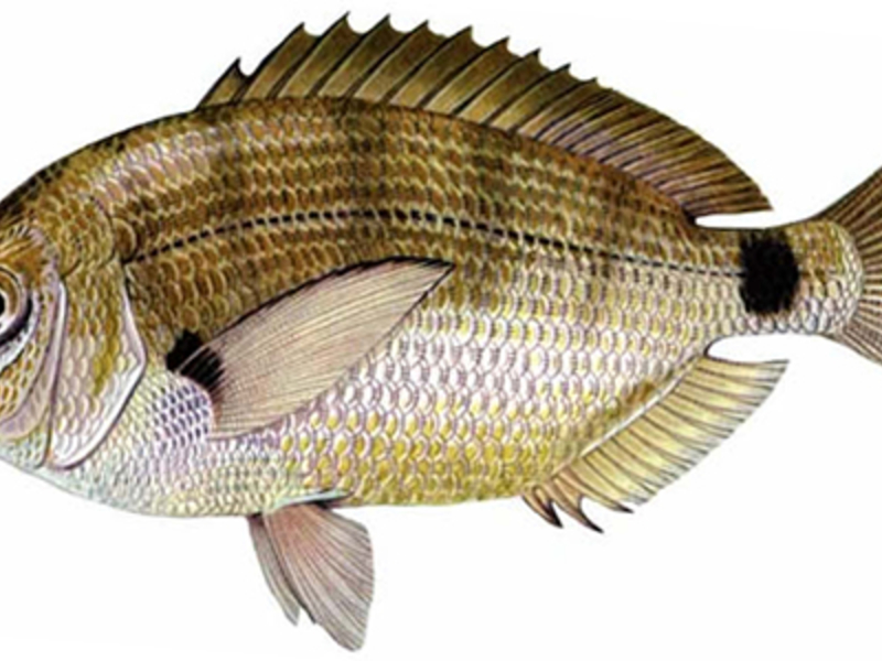 דוגמה לסוגי דגים שונים