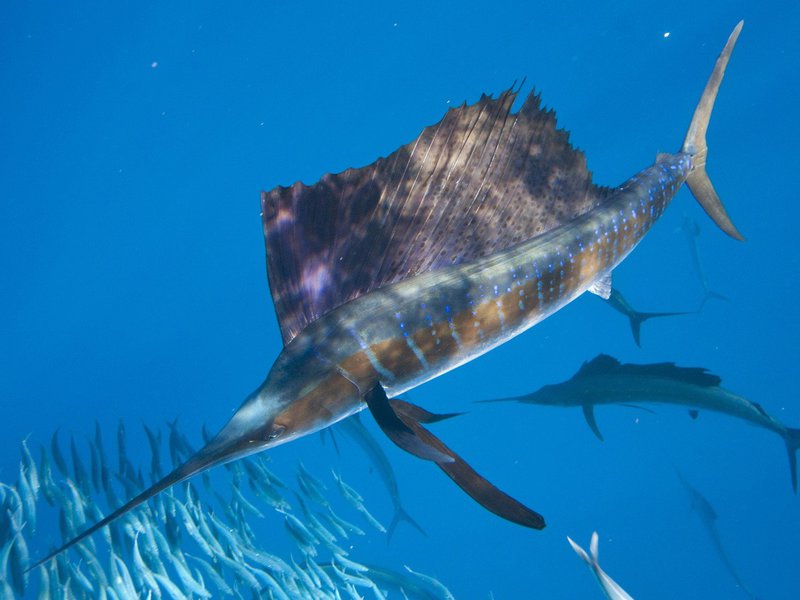 אילו דגים יכולים להיות אכילים?