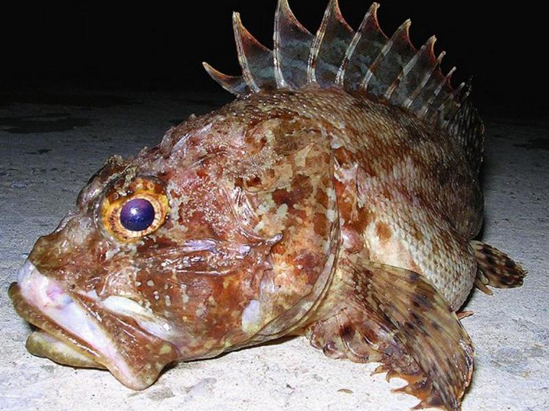 להקת דגי ים יפהפיים