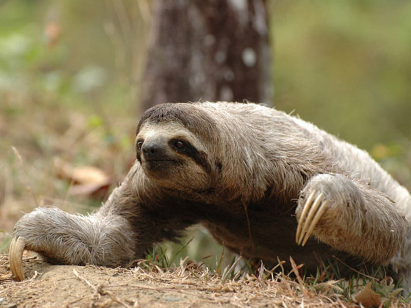 העצלן נע באותה איטיות על הקרקע. עצלן על הקרקע היא תמונה יוצאת דופן.