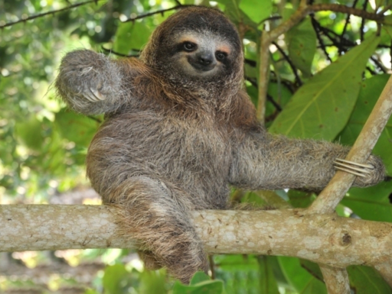 איך נראה עצלן ומה הוא אוכל? למה קוראים לעצלן עצלן?