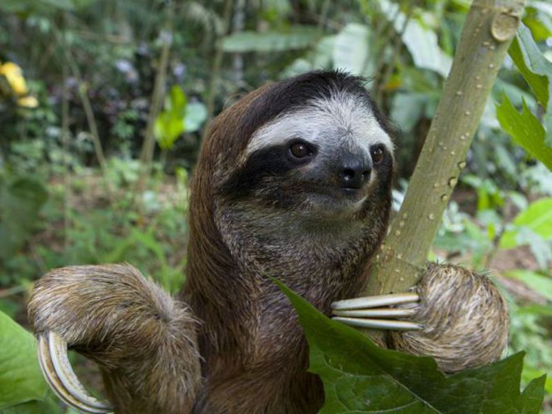 באופן מוזר, המיתוסים על עצלנים אינם רחוקים מהאמת. לעצלנים כמעט ואין אויבים.