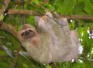 עצלן על ענף - תמונה של החיה עצלנים תלויים באופן מסורתי על ענפי עצים