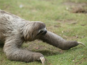 עצלן שלוש אצבעות הולך על היבשה עצלן שלוש אצבעות - כיצד בעל החיים נע על הקרקע