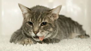 הקאה מקציפה אצל חתולים