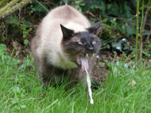 אילו סוגי הקאות קיימים אצל חתולים?