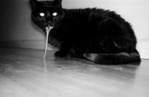 גורמים להקאות אצל חתולים