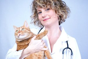 איך לרפא הצטננות של חתול