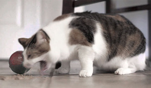 למה חתול מקיא נוזל צהוב או לבן אחרי אכילה?