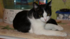 הקאות אצל חתולה בהריון הקאות אצל חתולות בהריון