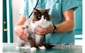 מחלות חתולים: תסמינים עיקריים וטיפול, סירוב לאכול