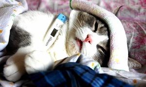 מהם סימני המחלה אצל חתולים? רשימת תסמינים של מחלות חתולים