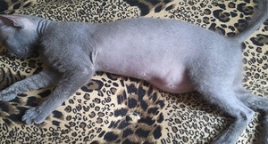 תסמינים וגורמים למחלת כבד אצל חתולים