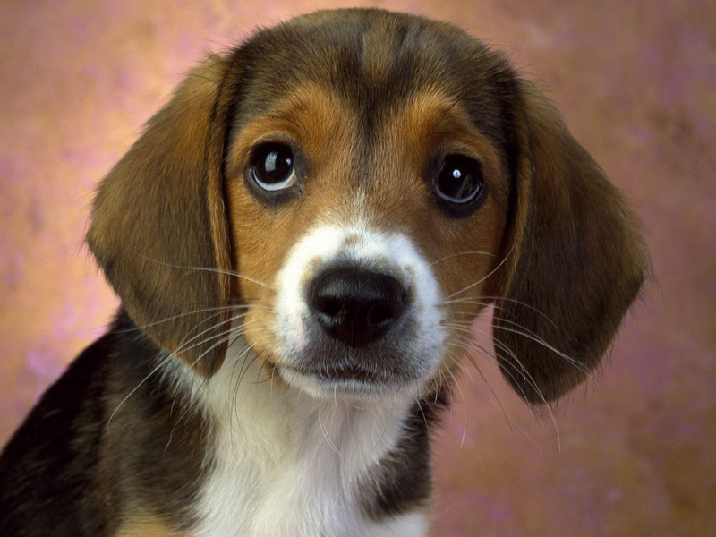 גור ביגל מסתכל על בעליו גור ביגל - מראה כזה ניתן רק לבעליו