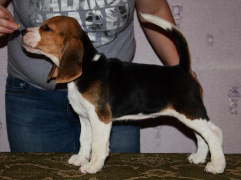 גור בילג' ובעלים - תקשורת גור בילג' ובעלים - יותר כיף ביחד