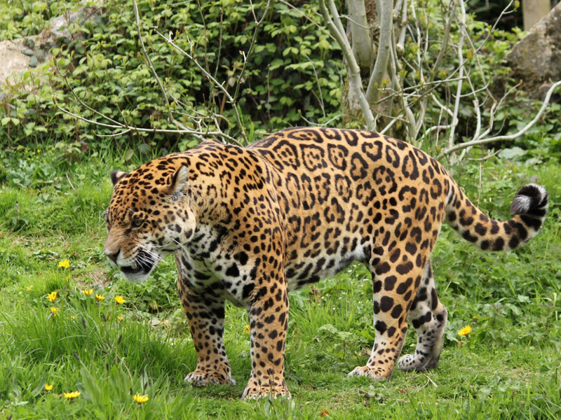 איך נראה יגואר? תיאור מראה היגוארים