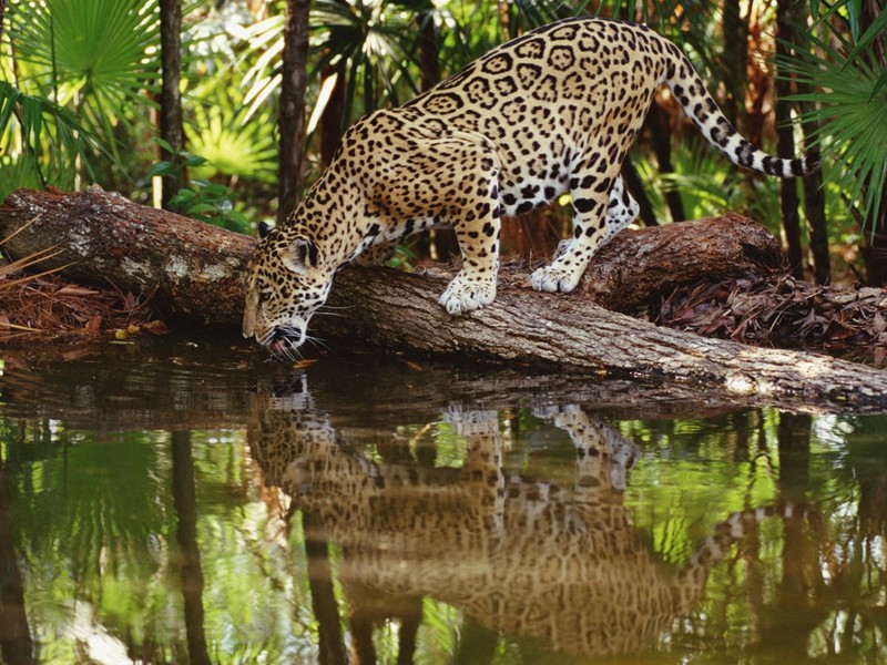 אילו תכונות צבע יש ליגוארים? תכונות של צביעה של יגוארים